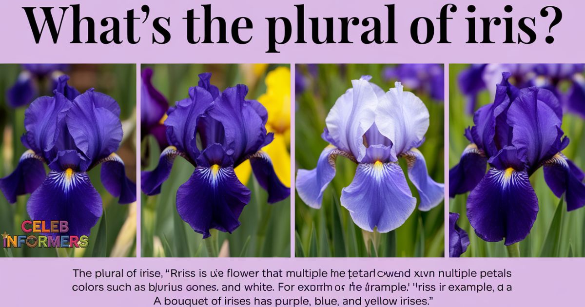 What’s the Plural of Iris? Explaination with Examples