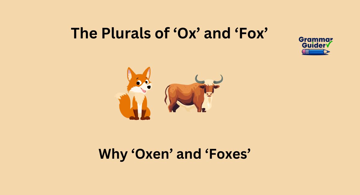 What Are the Plurals of ‘Ox’ and ‘Fox’? Why ‘Oxen’ and ‘Foxes’?