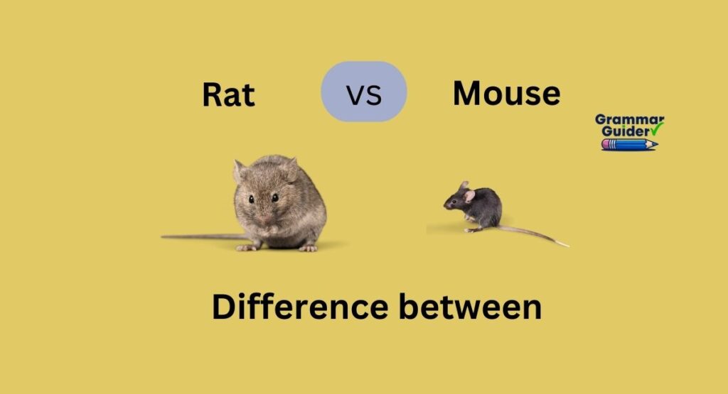 What’s the Difference between “Rat” and “Mouse”?
