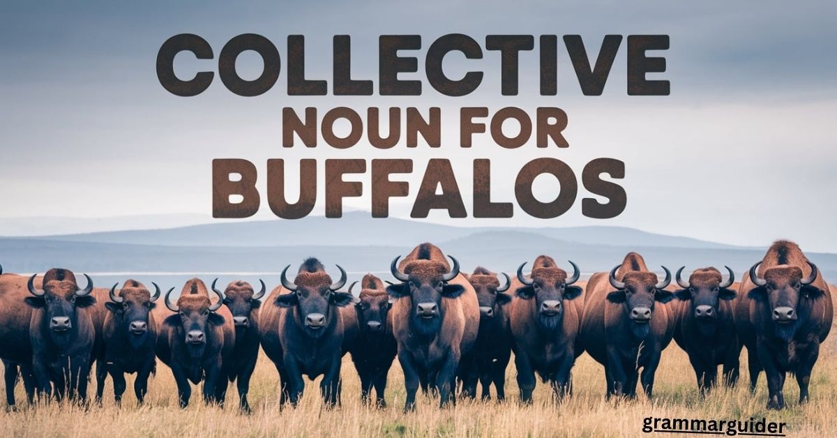 Collective Noun for Buffalos