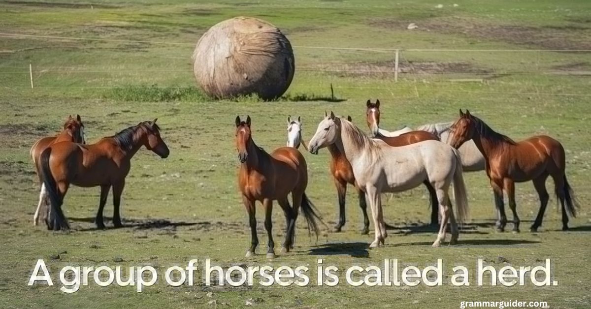 group of horses