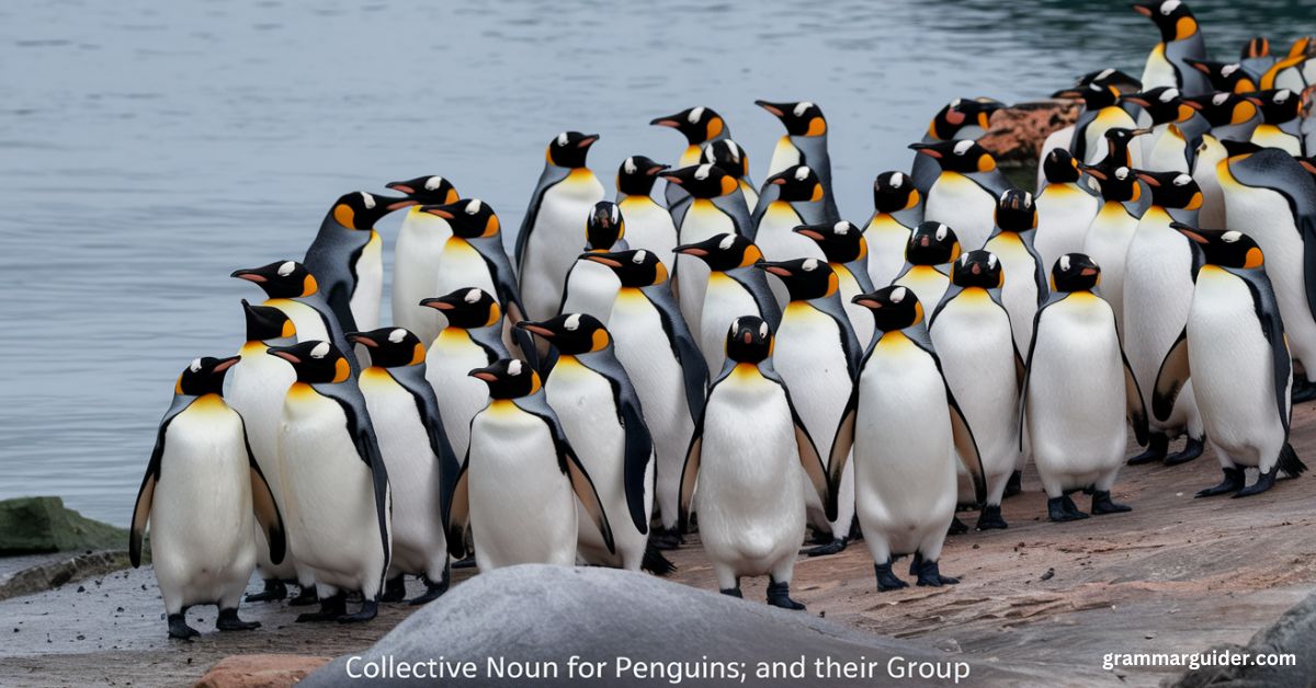 group of penguins